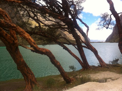 En primer plano el árbol más típico del lugar la Quenua, al fondo la laguna de Llanganuco (Warmicocha).