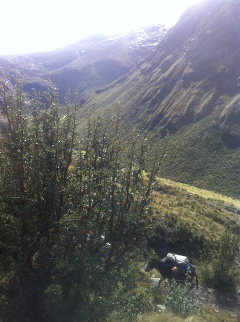 Ascendiendo hacia el base, con los burros.