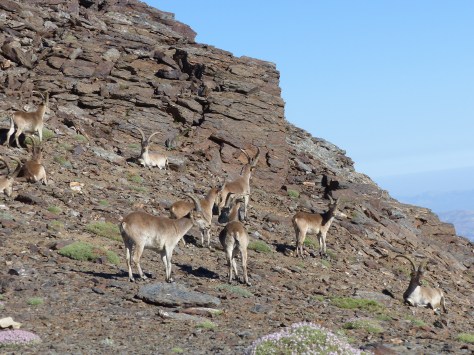 Cabras Montesas, fauna típica de esta sierra.