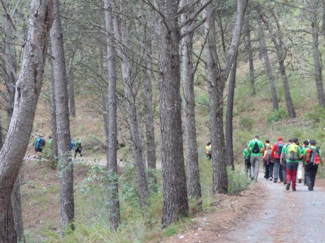 Caminando por el bosque nuevamente.