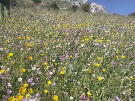 Que bonito está el campo.